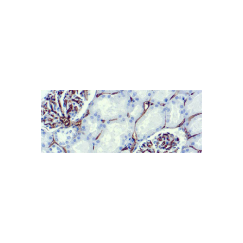 CD34, Célula Endotelial