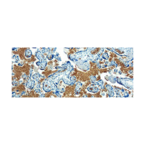 Glicoforina A