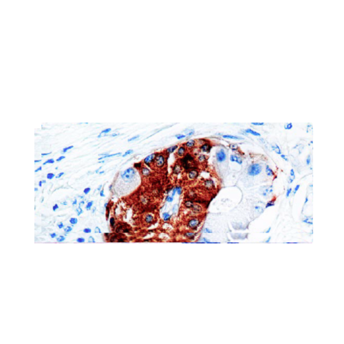 Synaptophysin (SYP02)