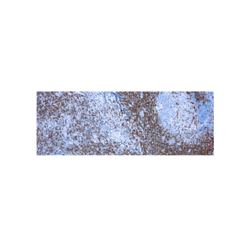 CD3, Célula T