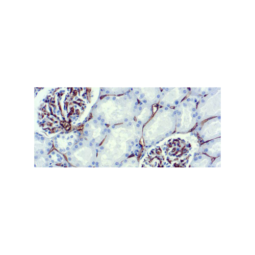CD34, Célula Endotelial