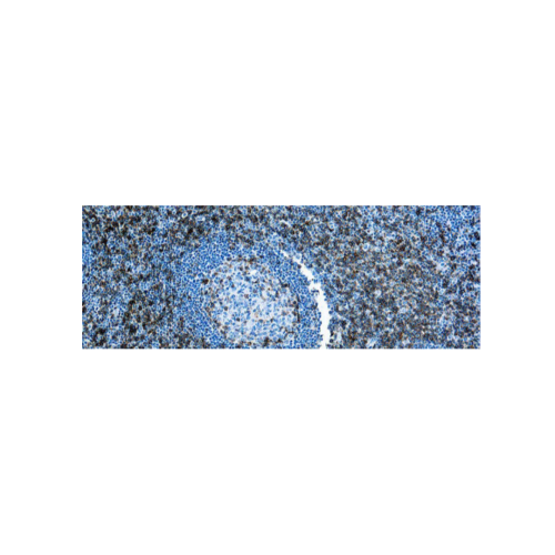 CD43, Célula T