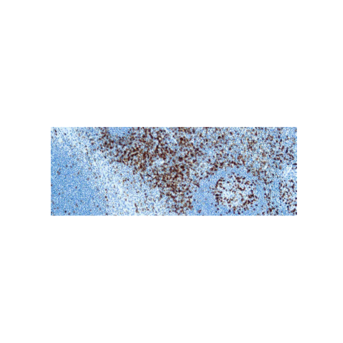 CD45RO, Célula T