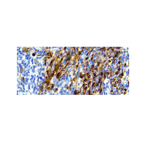 Calretinin (H-5)