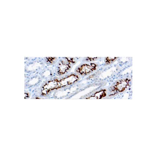 Ezrinp81Cytovillin
