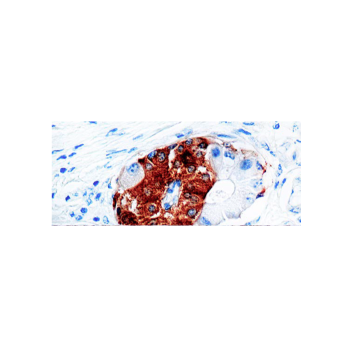 Synaptophysin (SYP02)