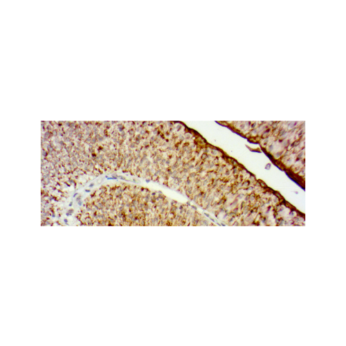 Uroplakin II