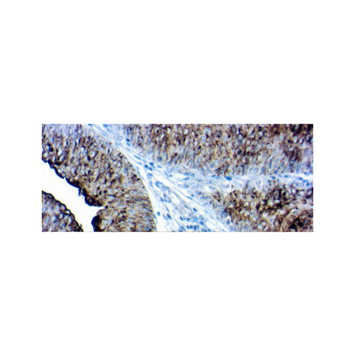 Uroplakin IIIII Cocktail
